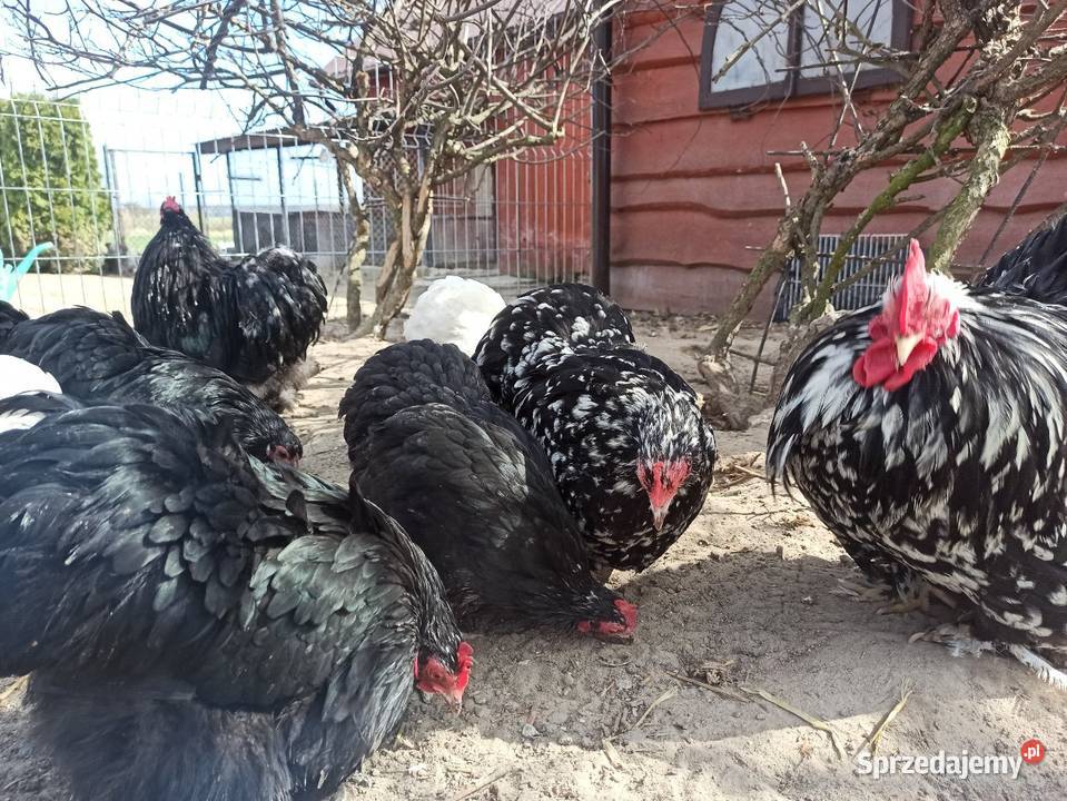 Jaja lęgowe kochin karzełek Drób i ptactwo Krupe sprzedam