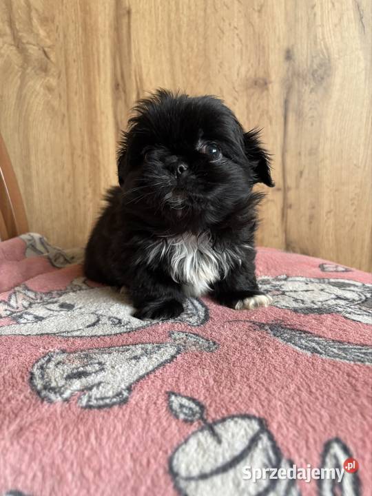 Piesek pekińczyk Lipsko