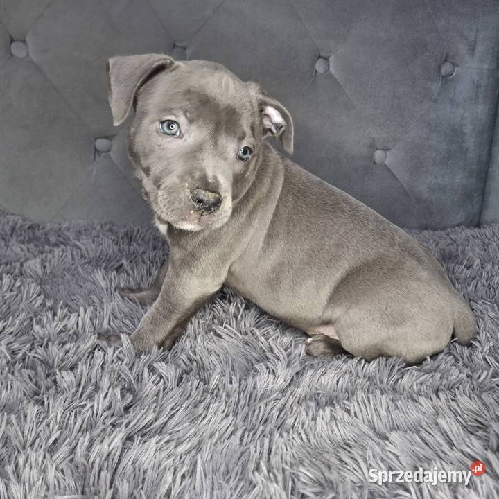 Amstaff szczeniak blue wyprawka metryka czip Amstaff Grabów