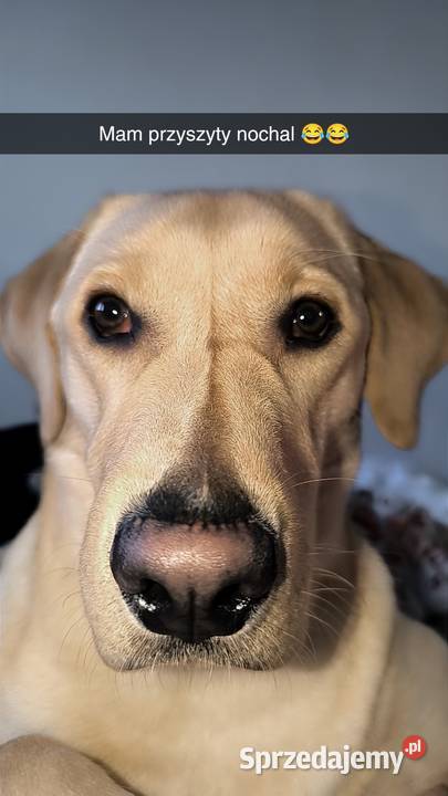Labrador retriever Łódź