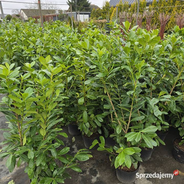 Laurowiśnia 100120 rozkrzewiona Rydzyny