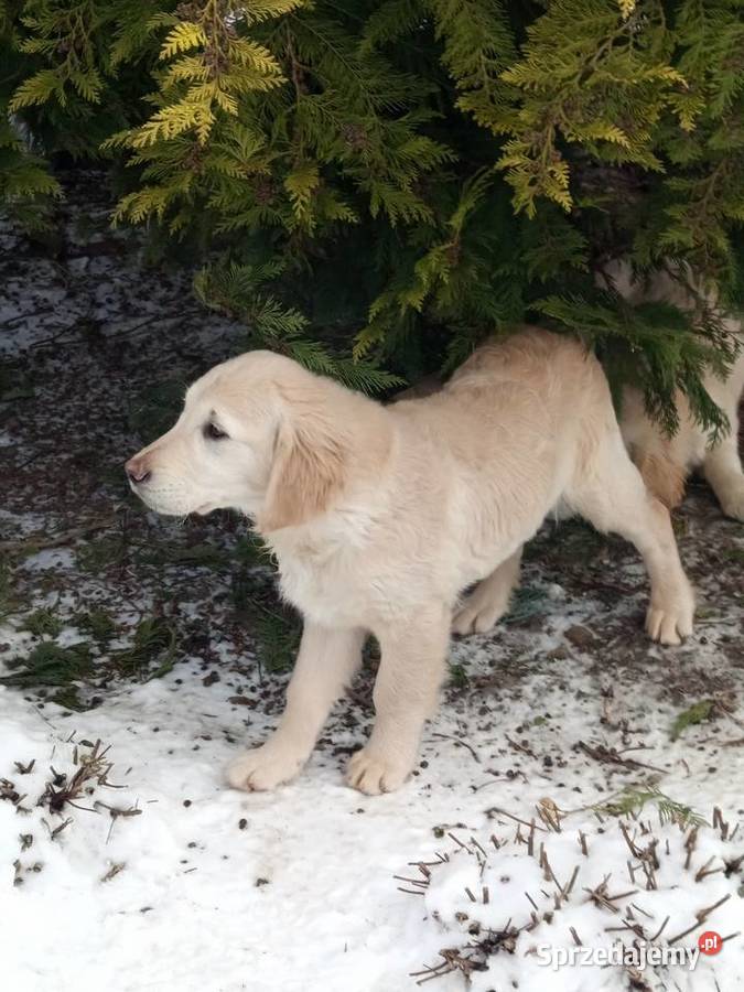 Golden RETRIEVER Tarnobrzeg sprzedam