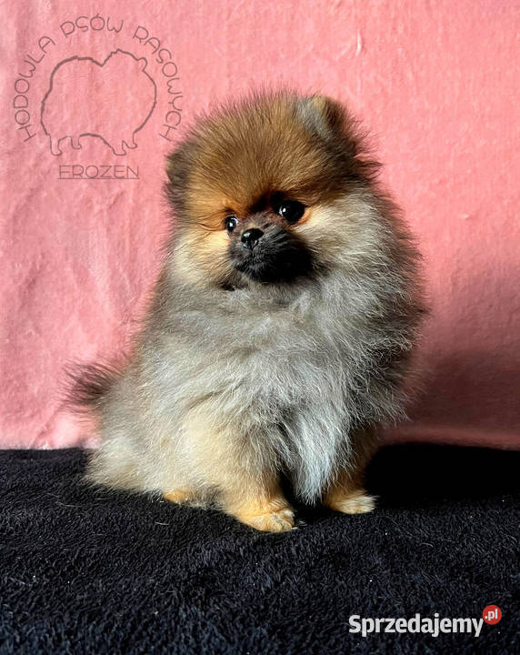 Szpic Miniaturowy Pomeranian suczki Szpic miniaturowy Łódź sprzedam