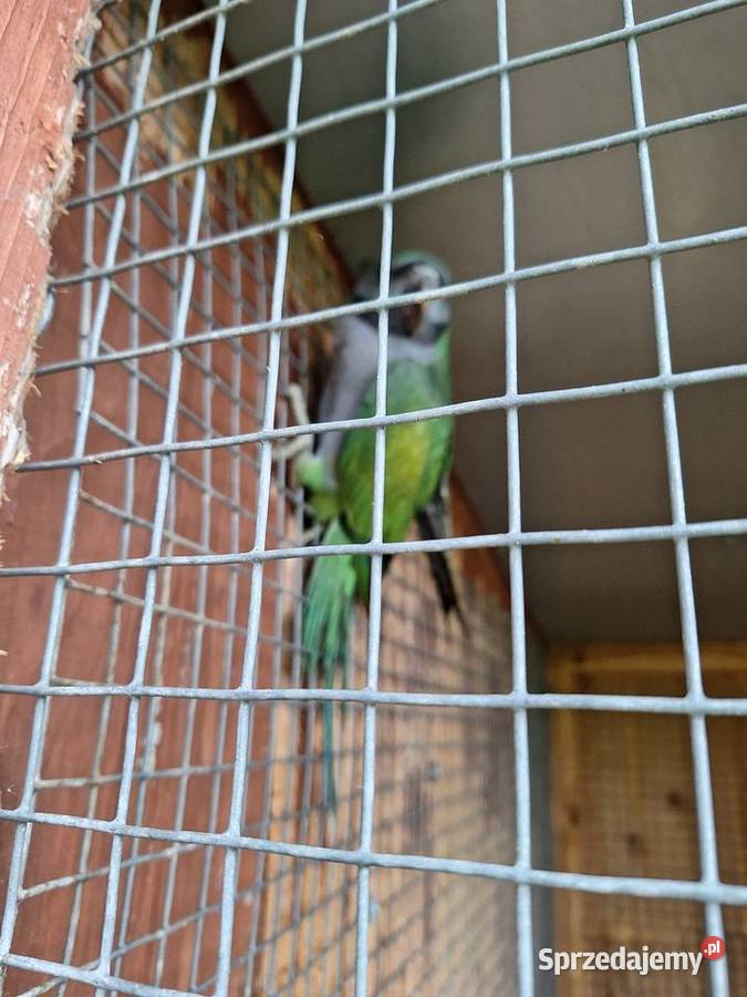 Alexandreta chinska śląskie Krzyżanowice