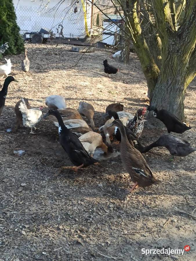 Jaja lęgowe biegusa biegus indyjski Drób i ptactwo Krupe