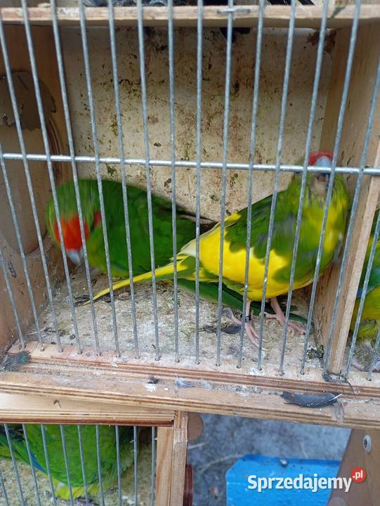 Koza modrolotka Wrzesiny