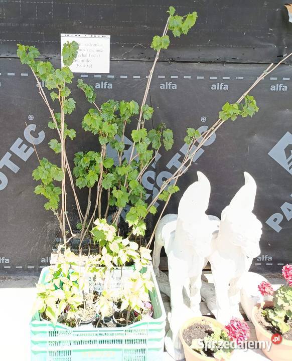 Sadzonka trzyletniej winorośli ciemnej 50150 Dwikozy