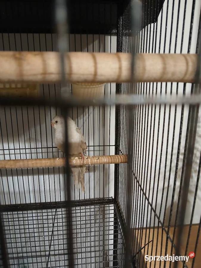 Samiec swiergotki Iłża