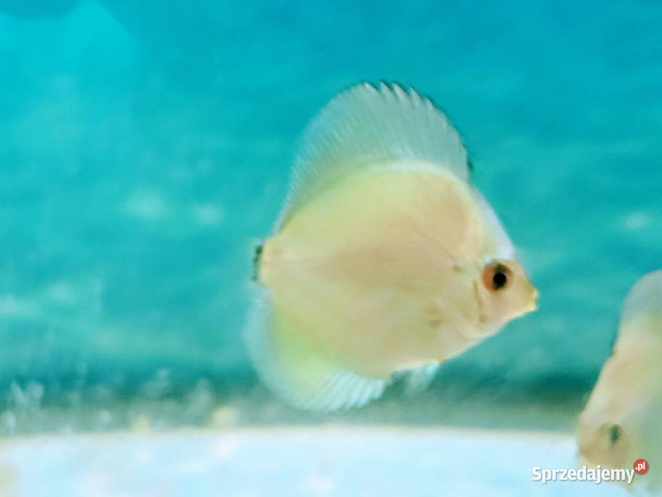 Dyskowce Blue diamond