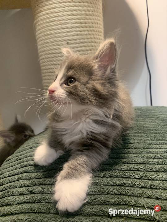 Maine Coon Srebny z białym klasycznie pręgowany Maine Coon Warszawa