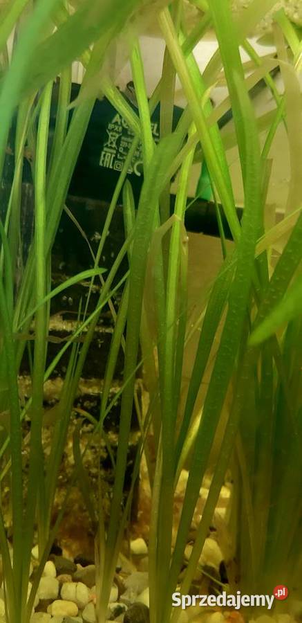 Akwarium firmy Aquael 20l z życiem Lublin