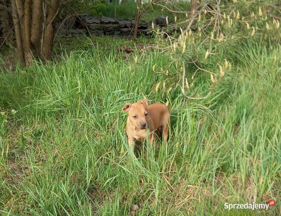Amerykański Pitbullterrier szczeniaki Pit Bull dolnośląskie Bolesławiec
