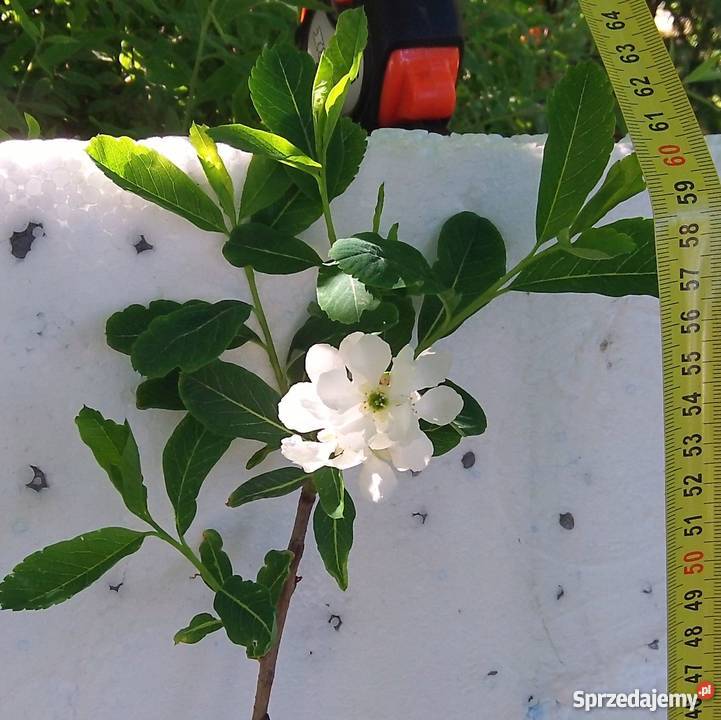 Obiela krzew Bydgoszcz