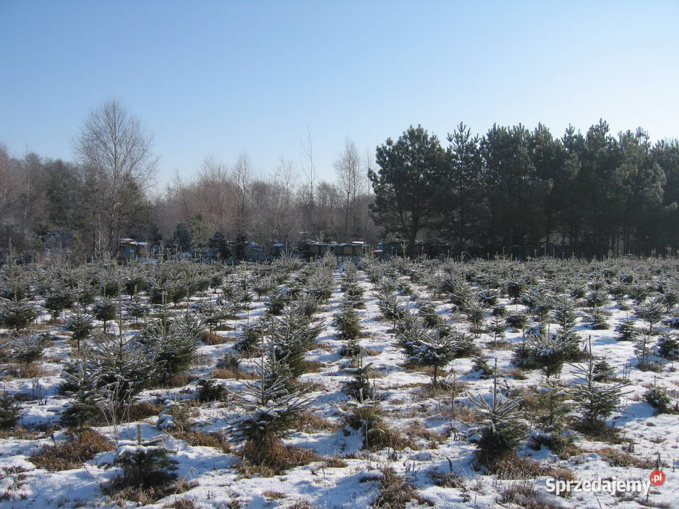 Świerk srebrny pospolity choinki plantacja Trzebieszewo