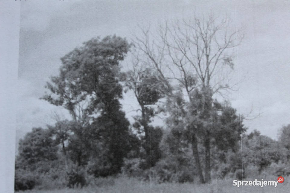 Sprzedam dobrze zachowany dworek w samym sercu Wewierz