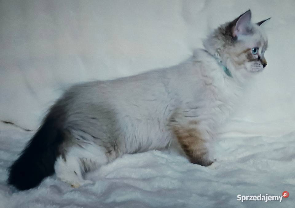 Koty Syberyjskie Neva Masquerade LORD Kwilcz sprzedam