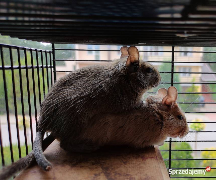 Koszatniczki Samiczki Duża Klatka Kanie