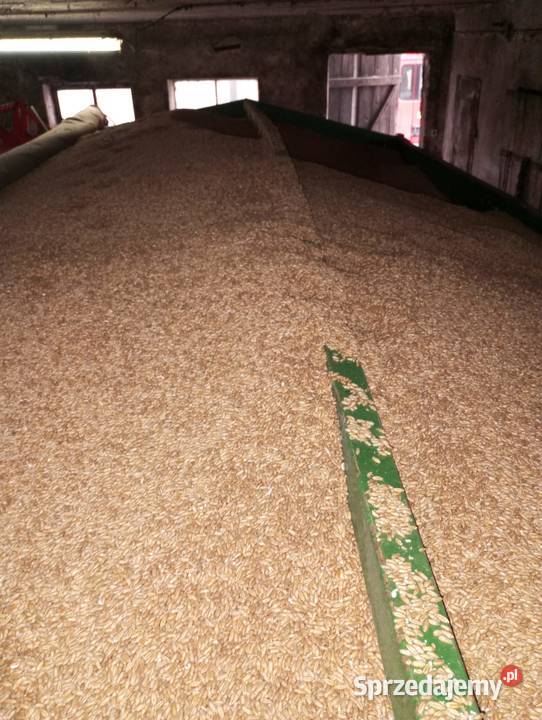 Pszenżyto sprzedam Bedlno