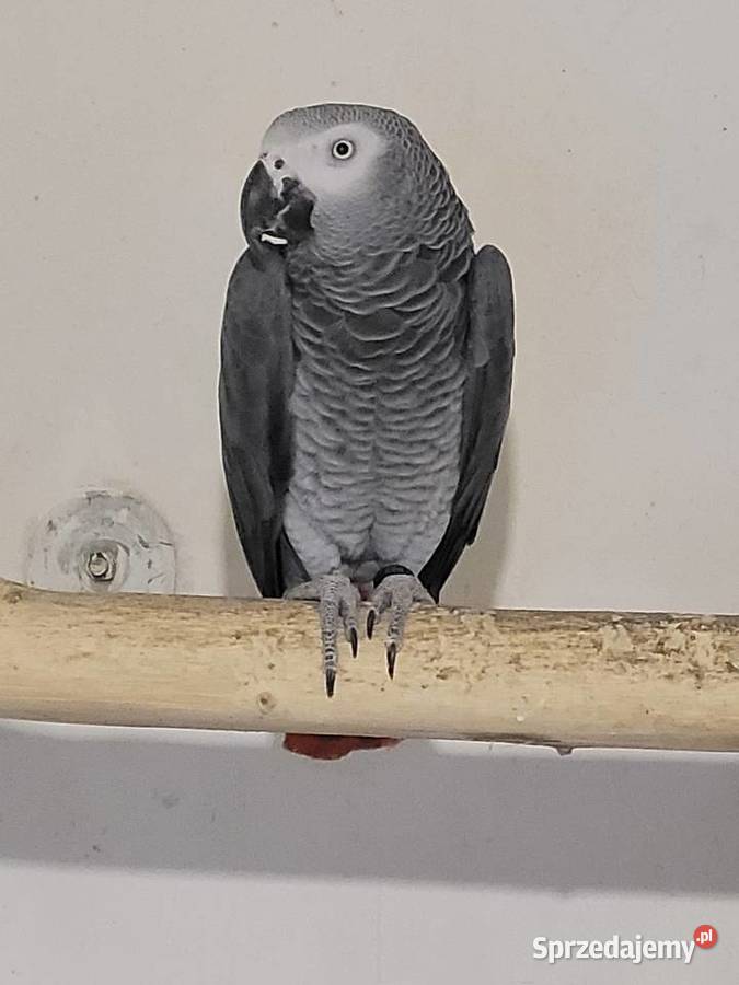 Żako wielkopolskie Kościan