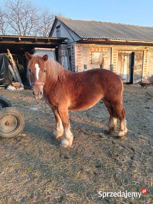 Klacz zimnokrwista Tomaszów Lubelski sprzedam
