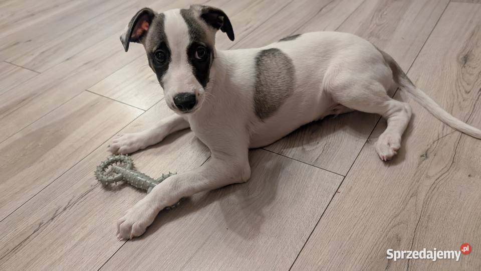 Chart whippet szczeniak pies Pozostałe Busko-Zdrój