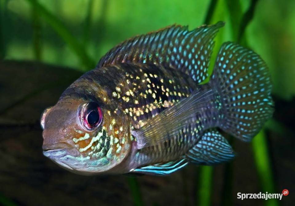 Akara błękitna Andinoacara pulcher BOGATA Gdańsk sprzedam