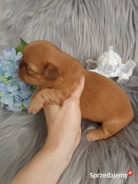 Unikatowy piesek rasy ShihTzu