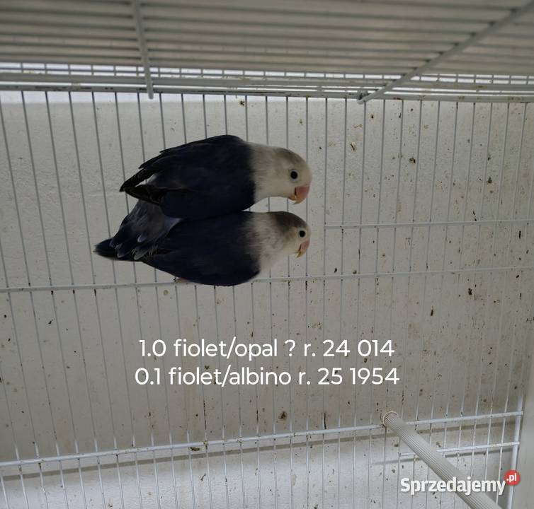 Sprzedam parę nierozłączek Ptaki Nowy Sącz