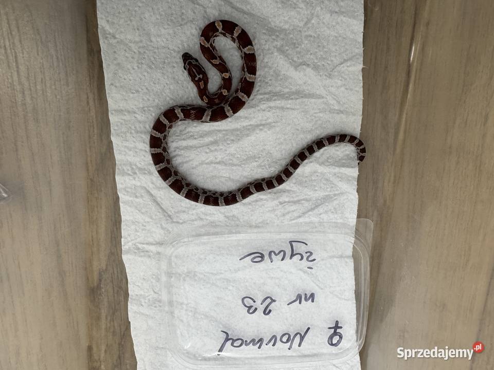 Wąż zbożowy i hybrydy heterodon młode ładne Bydgoszcz