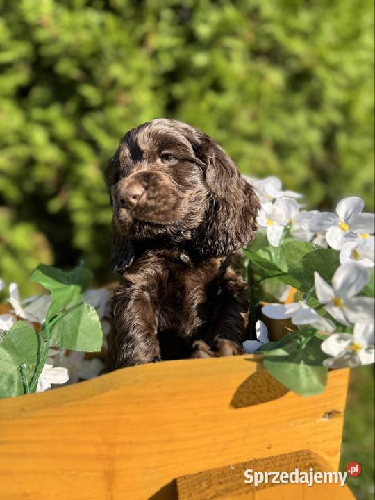 Wyjątkowy czekoladowy piesek Cocker Spaniel mazowieckie
