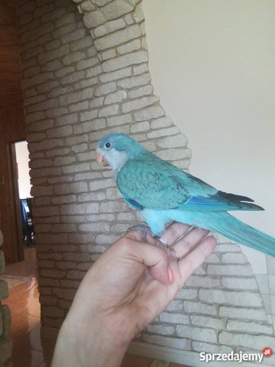 Mnicha nizinna ręcznie karmiona śliczna Sochaczew