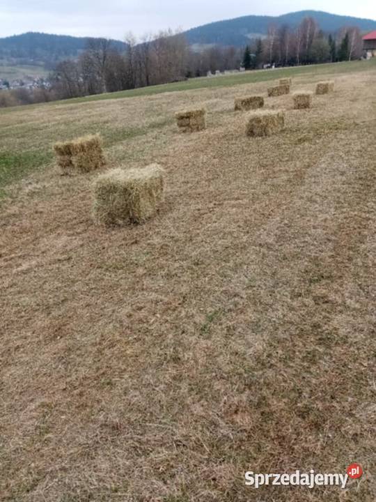 Siano świeże małopolskie Kasina Wielka