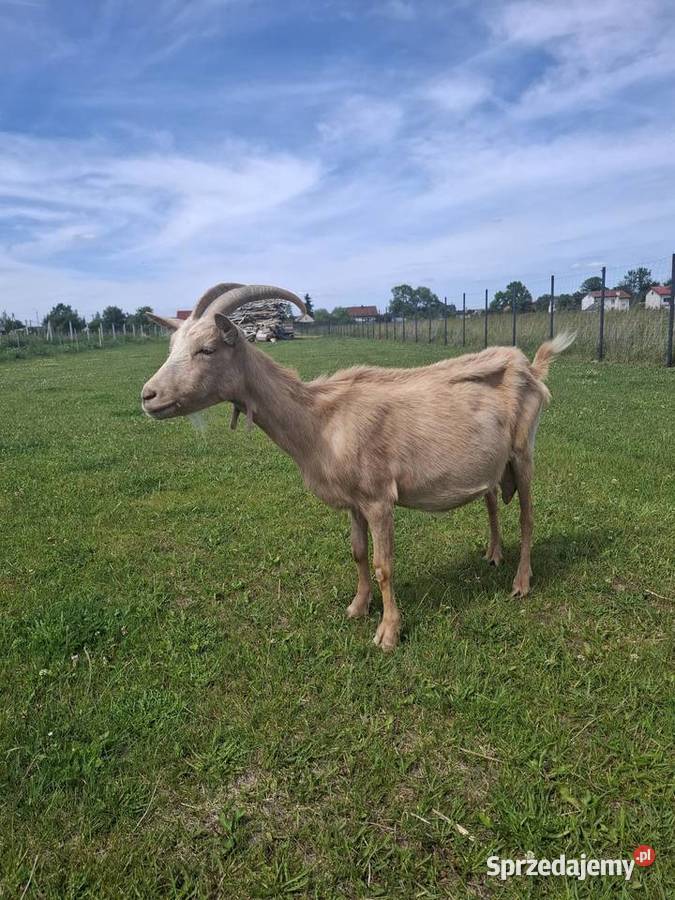 Koza saaneńskaalpejska mazowieckie