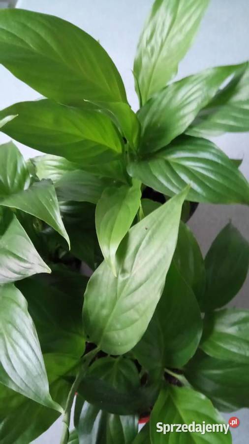 Zyworodkaaloes Warszawa