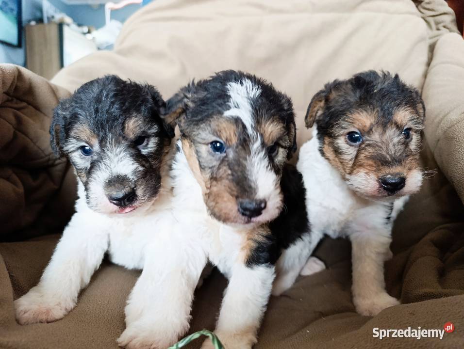 Foksterier tricolor szorstkowłosy