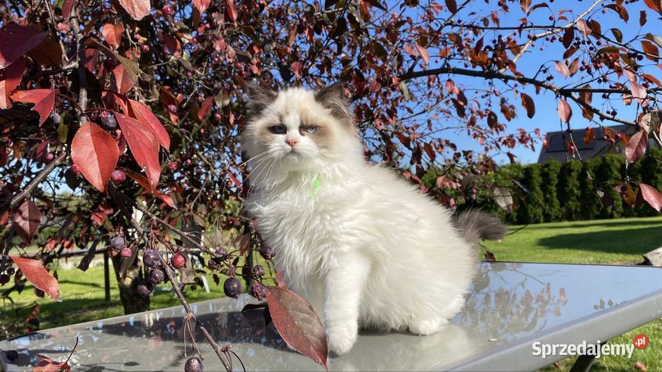 Kocurek Ragdoll FPL łódzkie