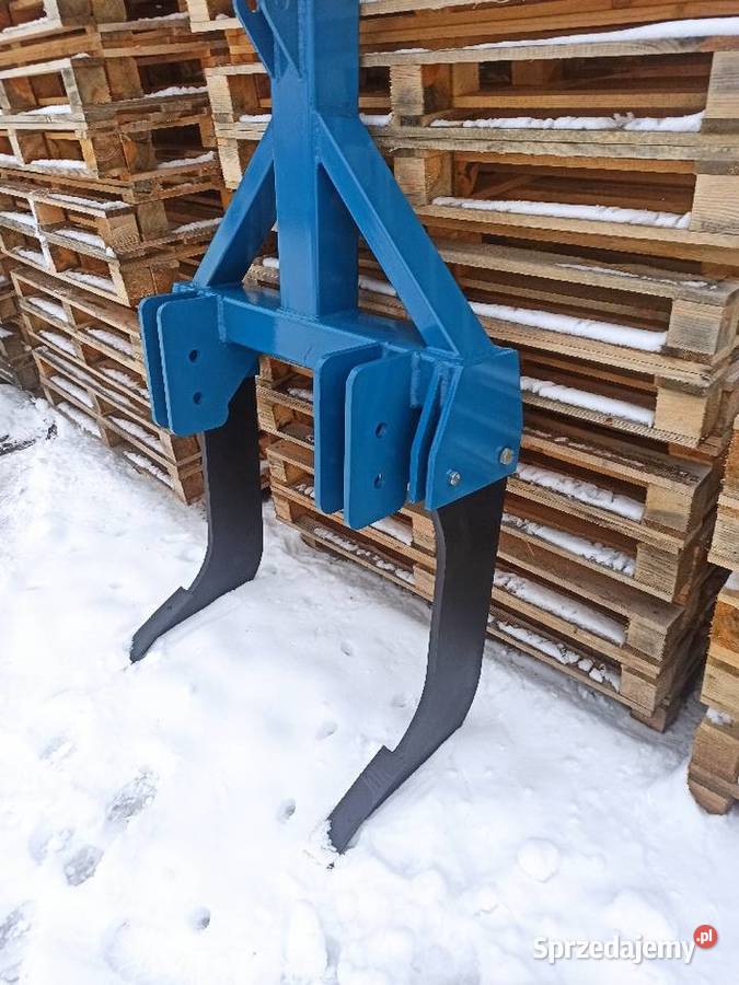 Głębosz 2 zęby zębny świętokrzyskie