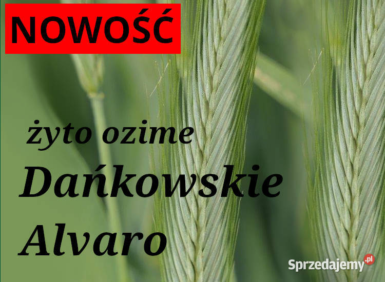 Żyto ozime Dańkowskie Kanter Alvaro zachodniopomorskie Kalisz Pomorski