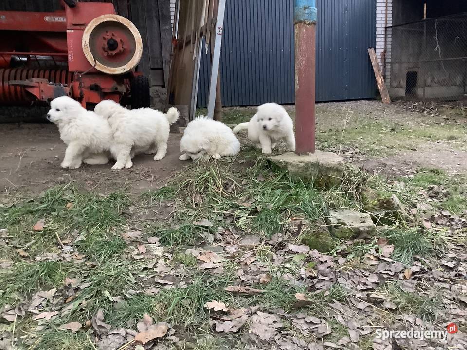 Owczarki podhalańskie szczeniaki Brzezie