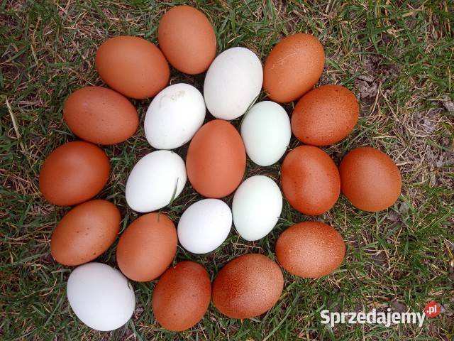 Zielone jajka Polska kura wielkanocna Ryki sprzedam