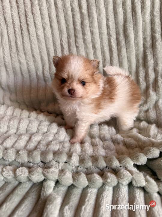 Szpic miniaturowypomeranian