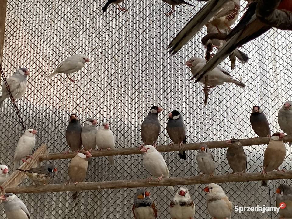 Sprzedam ryzowce Zwierzęta Stary Olesiec