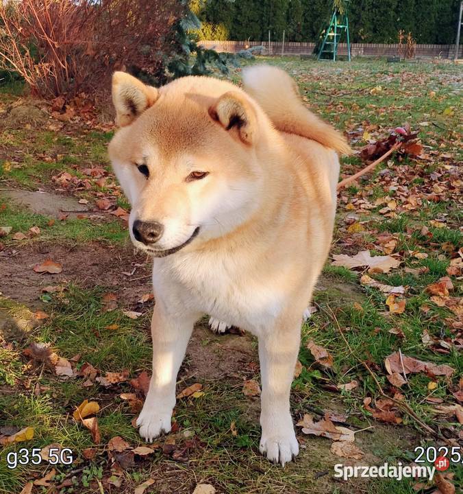 Shiba trzy pieski i suczka wszystkie czerwone Pozostałe