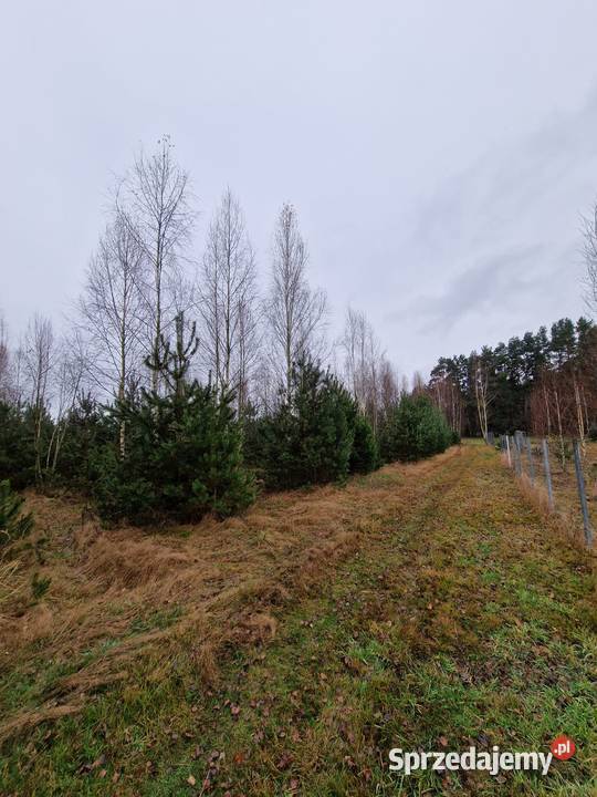 Sprzedam działkę 3315m2 Tyborów
