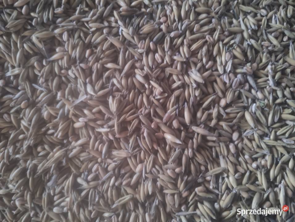 Sprzedam mieszankę zbożową Zboża Krasnystaw sprzedam