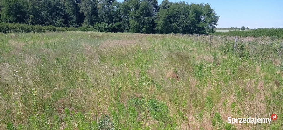 działka 51 ar z MPZP front 40m ulica Wiśniowa Urzędów