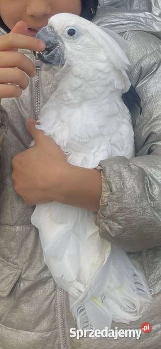 Samica kakadu Alba hand-tam 2025