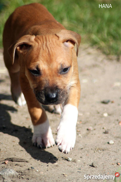 szczeniaki American Pit Bull Terrier rodowód Warszawa
