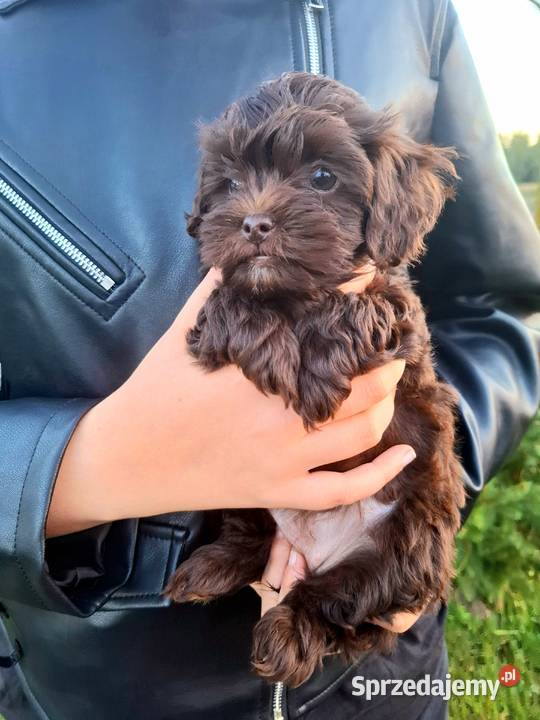 Shihpoo szczenięta mix pudel i shih tzu Psy Maków Mazowiecki sprzedam