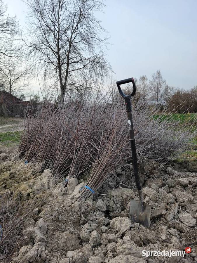 Antypka podkładka generatywna pod wiśnię Dawidy
